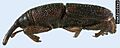 Maize Weevil - Sitophilus zeamais (side view)