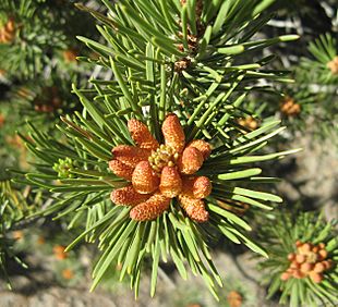 Male cone of lodgepole pine