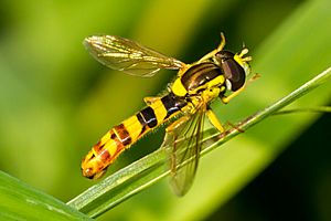 Male hoverfly with thin abdomen