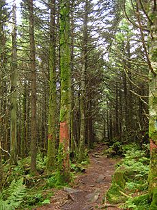 Mount Rogers - Spruce-Fir Forest