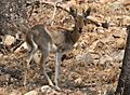 Mountain Reedbuck, Redunca flavorufula at Borakalalo National Park, South Africa (10001341816)