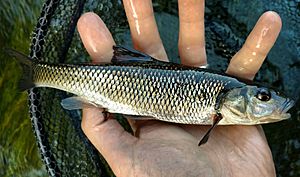 Nashua River Fallfish