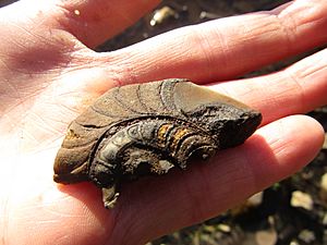 Natural Ireland.Fossils Found on Lough Allen