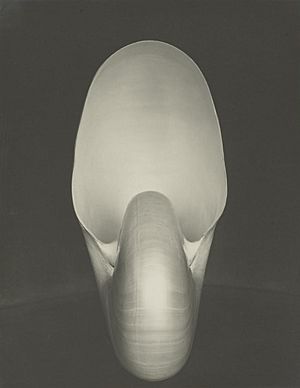 Nautilus by Edward Weston