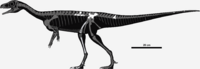 Nhandumirim sauropodomorpha.png