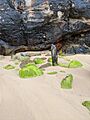 North Curl Curl Beach 2021
