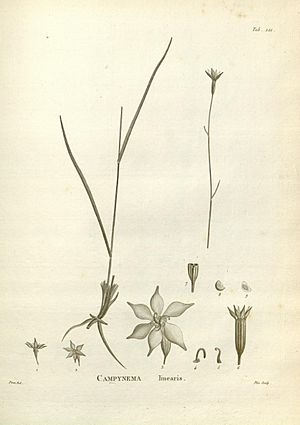 Novæ Hollandiæ plantarum specimen (Tab. 121) (8224180122).jpg