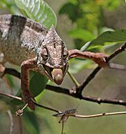 Oustalet's chameleon (Furcifer oustaleti) male feeding Anja Community Reserve 2e