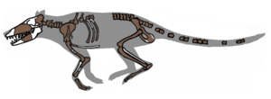 Pakicetus fossil