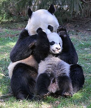Panda Mom and cub play (25114209140)
