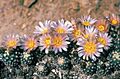 Pediocactus knowltonii fh 27 5 COL NM border in cultur B