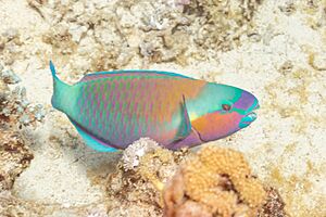 Pez loro (Scarus ferrugineus), parque nacional Ras Muhammad, Egipto, 2022-03-26, DD 111.jpg