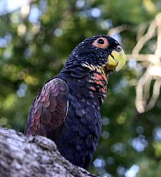 Pionus chalcopterus -pet-8a