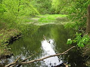 Pond in Farningham Woods - geograph.org.uk - 1302785.jpg