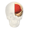 Prefrontal cortex (left) - anterior view