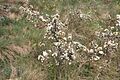 Prunus spinosa