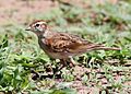 Red-capped lark, Calandrella cinerea, at Mapungubwe National Park, Limpopo, South Africa (23514690044)