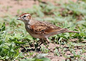 Red-capped lark, Calandrella cinerea, at Mapungubwe National Park, Limpopo, South Africa (23514690044).jpg