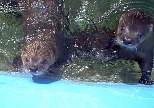 River otters at the Magnetic Hill Zoo (August 2006)