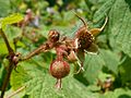 Rubus odoratus 2017-05-23 0538