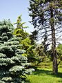 Rutgers Gardens - conifers