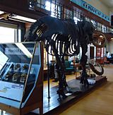 Rutgers University Geology museum mastodon exhibit in main hall
