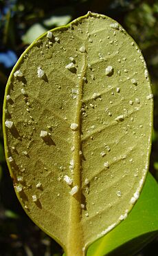 Saltcrystals on avicennia marina var resinifera leaves