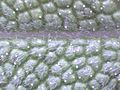 Salvia officinalis close up