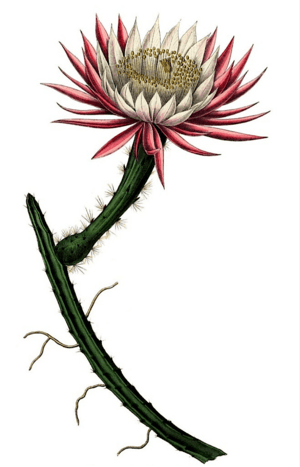 Selenicereus spinulosus Tafel53 Cereus.png