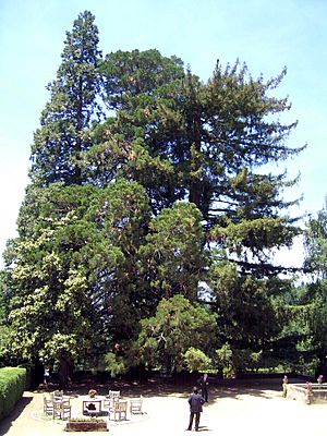 Sequoia tree at El Noguer, Viladrau