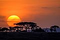 Serengeti sunset-1001