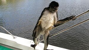 Spider monkey hanging out on a boat in Belize