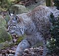 Stalking Lynx (5516764719)