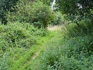 Stoke Park Wood 6