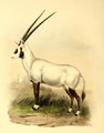 The book of antelopes (1894) Oryx beatrix
