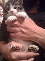 The multiple toes of a polydactyl kitten