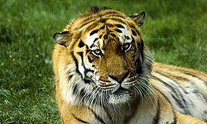 Tigre