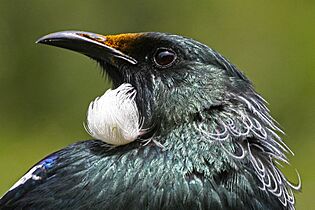 Tui