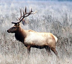 Tule Elk - Merced National Wildlife Refuge Bill Leikam 12-03-2010