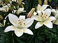 UofS Lily
