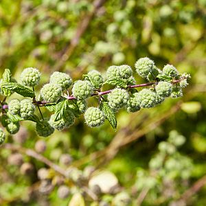 Urtica pilulifera-IMG 9393