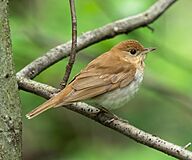 Veery in CP (43277).jpg