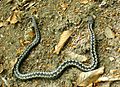 A slender adder lies in a half circle on the bare soil which has a few dried leaves. The black zig-zag pattern along the dorsal spine of the snake contrasts against the white borders forming a pattern resembling the teeth of an open zip. 