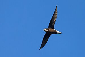 White-throated Needletail 0A2A6919.jpg