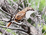White-throated Treerummer (Pygarrhichas albogularis) (15774411279) (cropped)