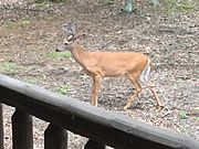 White Tailed Deer, Westcolang, PA.jpg