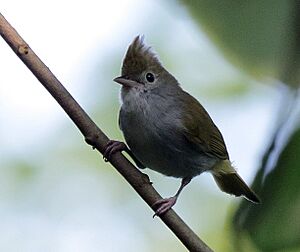 Whitebellied erpornis (cropped)