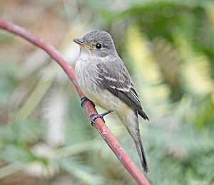 Willow Flycatcher 6302vv