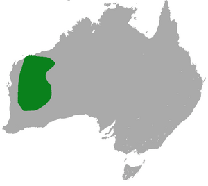 Woolley's False Antechinus area.png