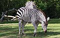 Zebra at Woodland Park Zoo, Seattle WA
